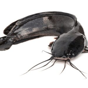 Catfish