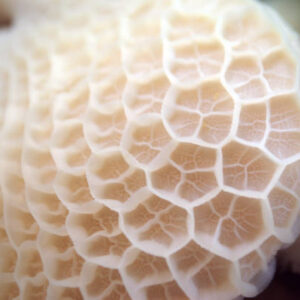 Shaki (Tripe) 1KG