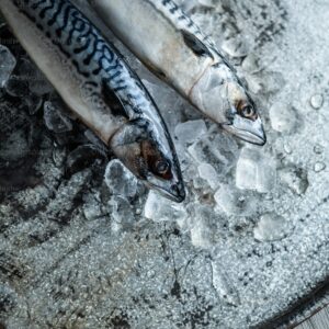 Mackerel Fish (Titus)