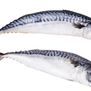 Mackerel Fish