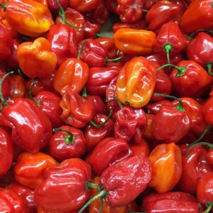 Pepper (Ata Rodo)
