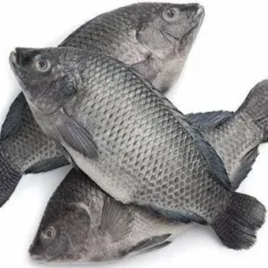 Tilapia Black