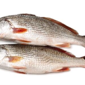 Croaker Fish (per KG)